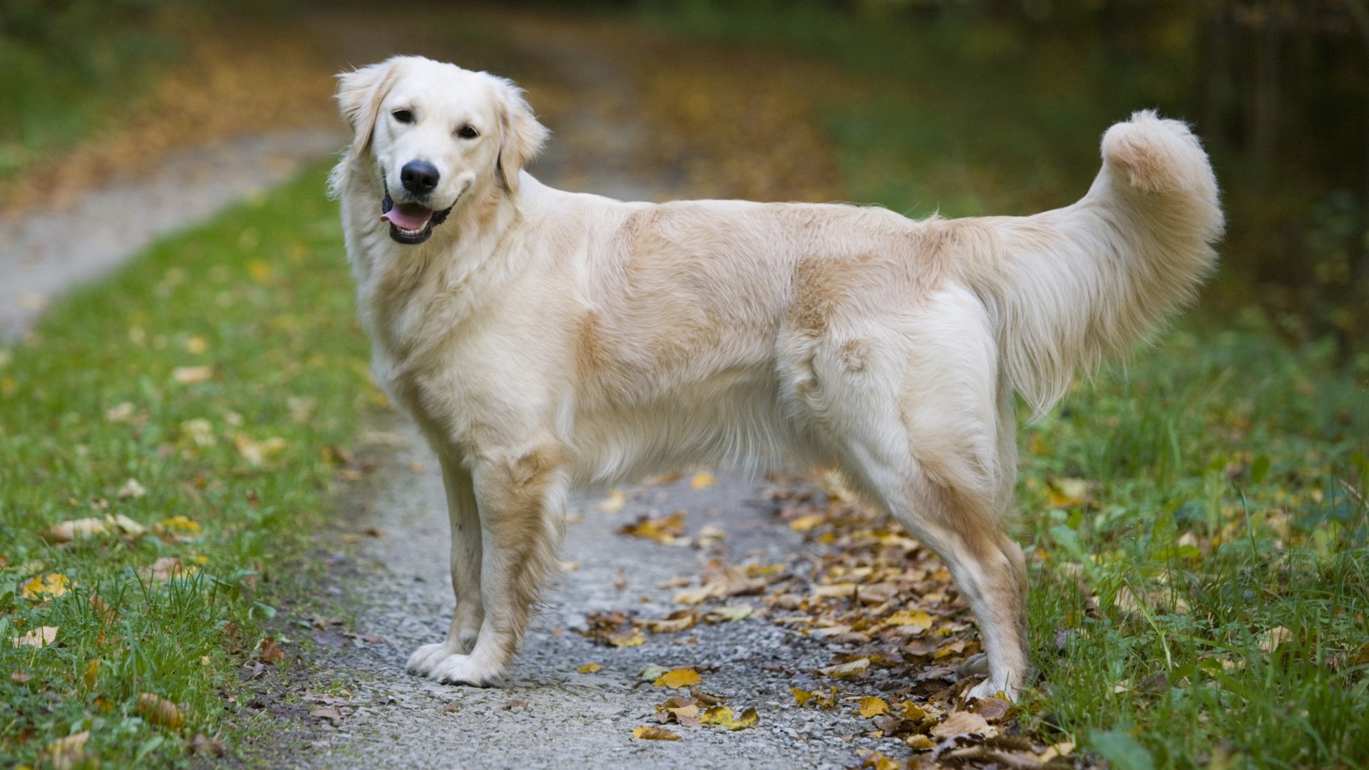 Im a dog groomer and here are the exact breeds I would never own  the third is far too smart to handle [Video]