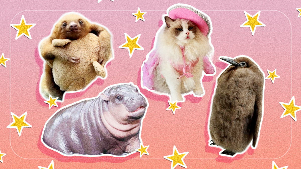 From Moo Deng to Pesto the Penguin, here are the cutest animals taking over our feeds [Video]