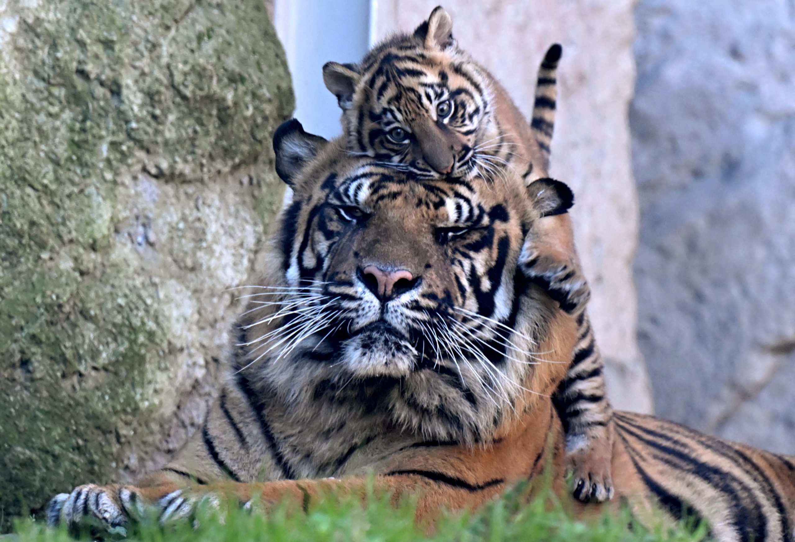 Bird Flu Outbreak Kills More Than 20 Tigers in Vietnam [Video]