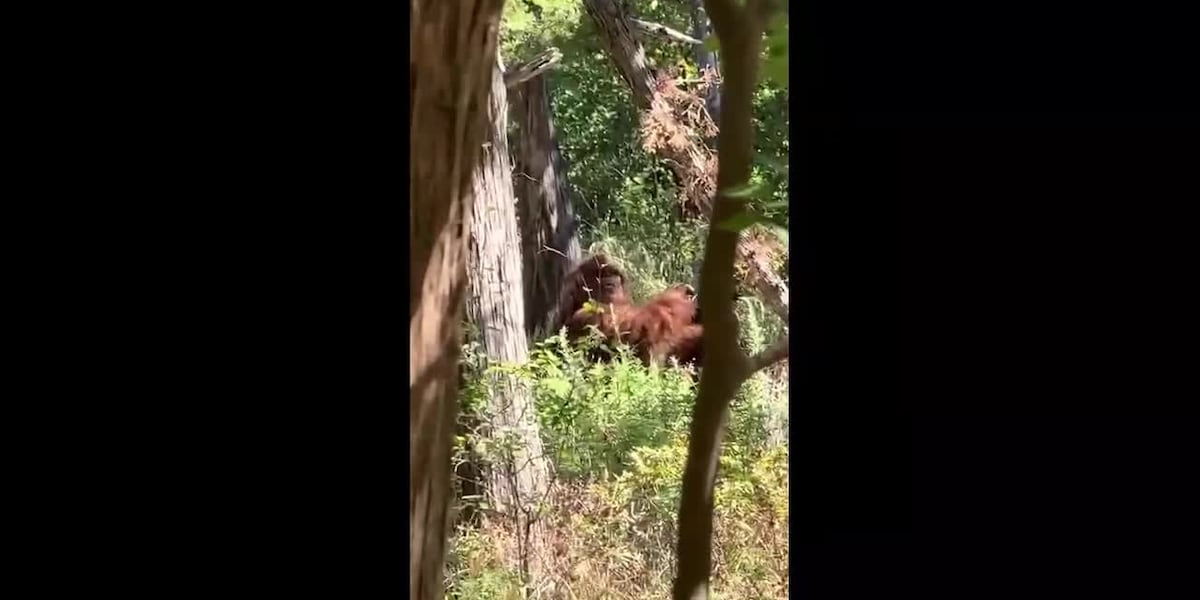 Man says he caught Bigfoot on camera: Scariest moment of my life [Video]