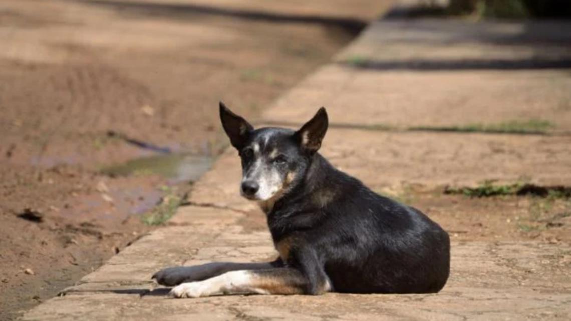 Troup’s animal control strategy to start in November [Video]