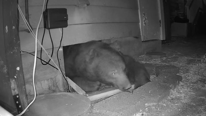 Watch: 250lb bear hiding under house squeezes out of hole | Lifestyle [Video]