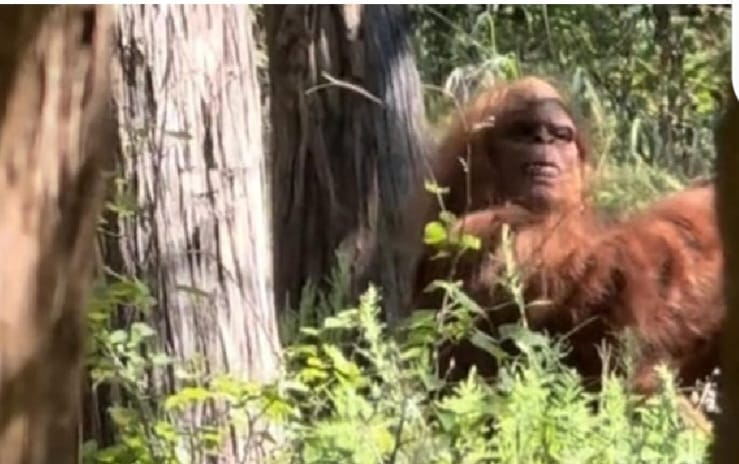 Terrifying ‘Bigfoot’ Caught on Camera in Oklahoma Forest  Viral Video Shocks Millions!