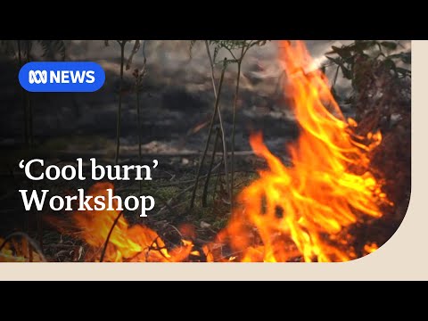 Aboriginal cultural burning practices helping Tasmanians maintain country | ABC News [Video]