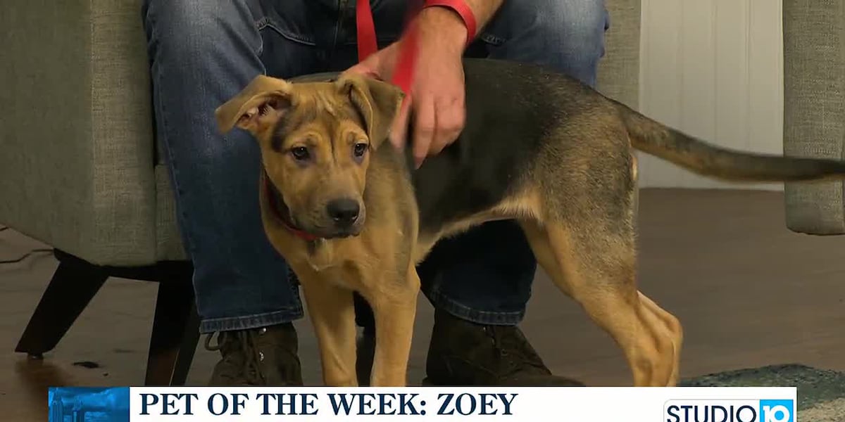 Pet of the Week: Zoey [Video]