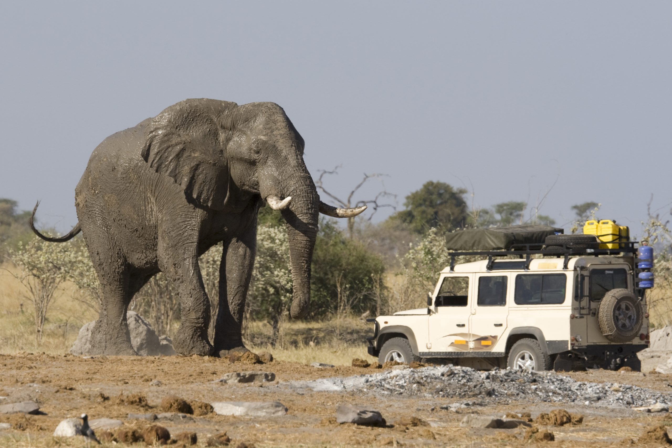 Tourists Have Terrifying ‘Stand Off’ With Elephant on African Safari [Video]