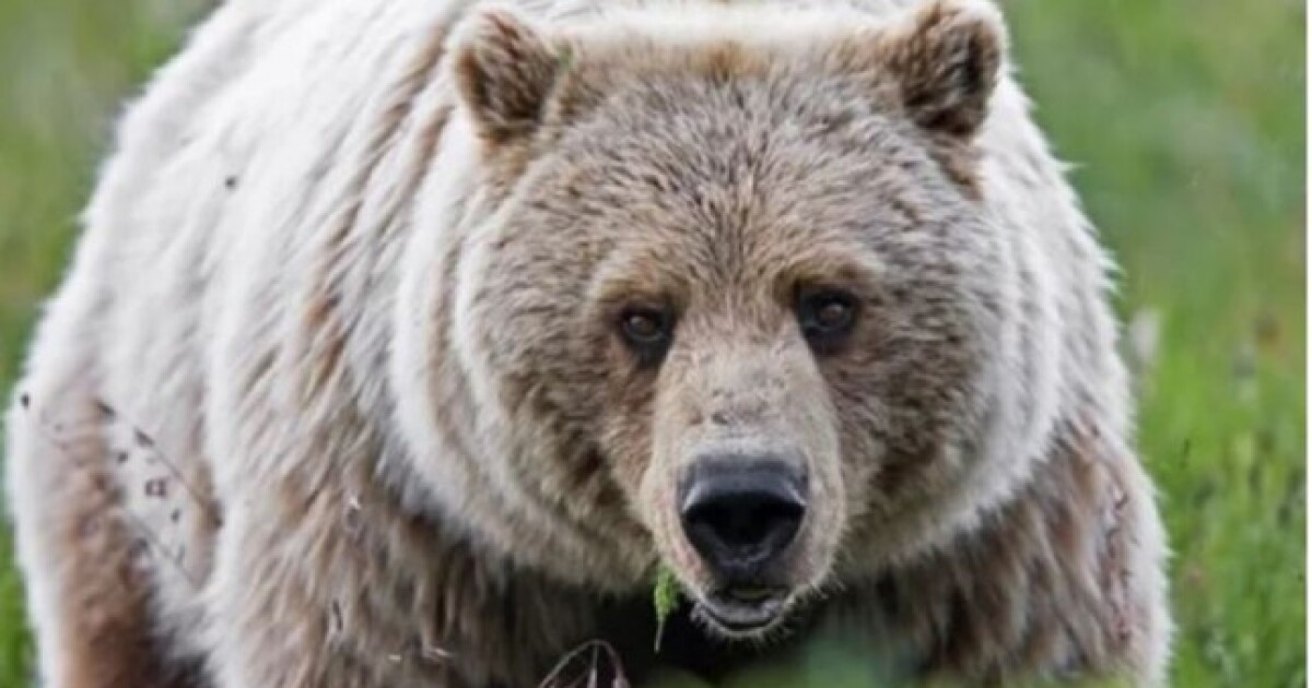 Charging grizzly bear chases hunter up a tree in Gallatin County [Video]