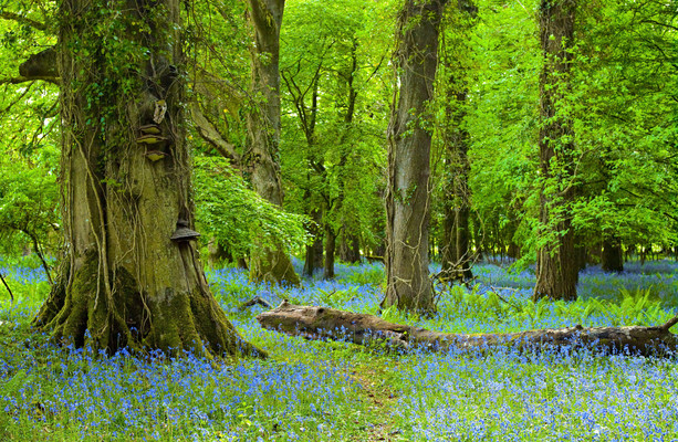 A ‘disappointingly low’ 1 per cent of Ireland is natural, native forest, first study finds [Video]