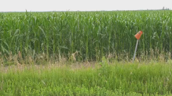 Canadian farmland values up, but not as much as last year [Video]