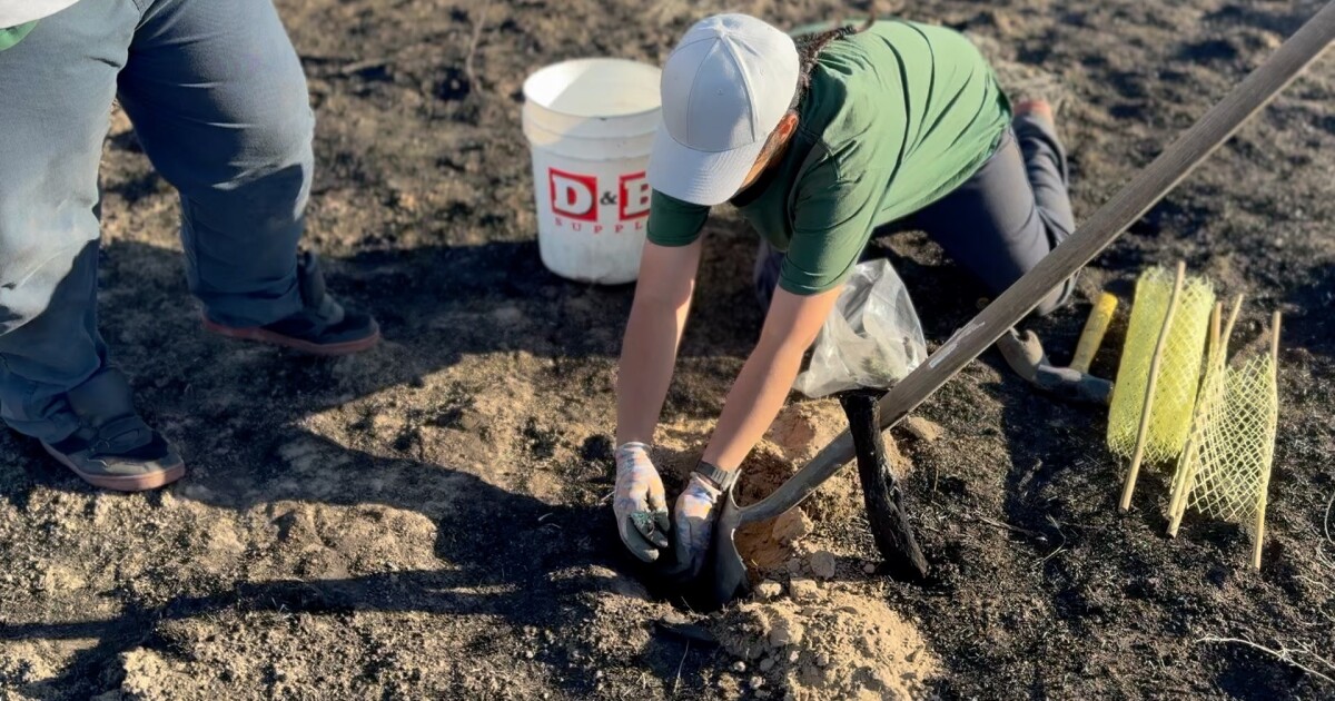 Idaho inmates work to restore sagebrush habitat following Plex Fire [Video]