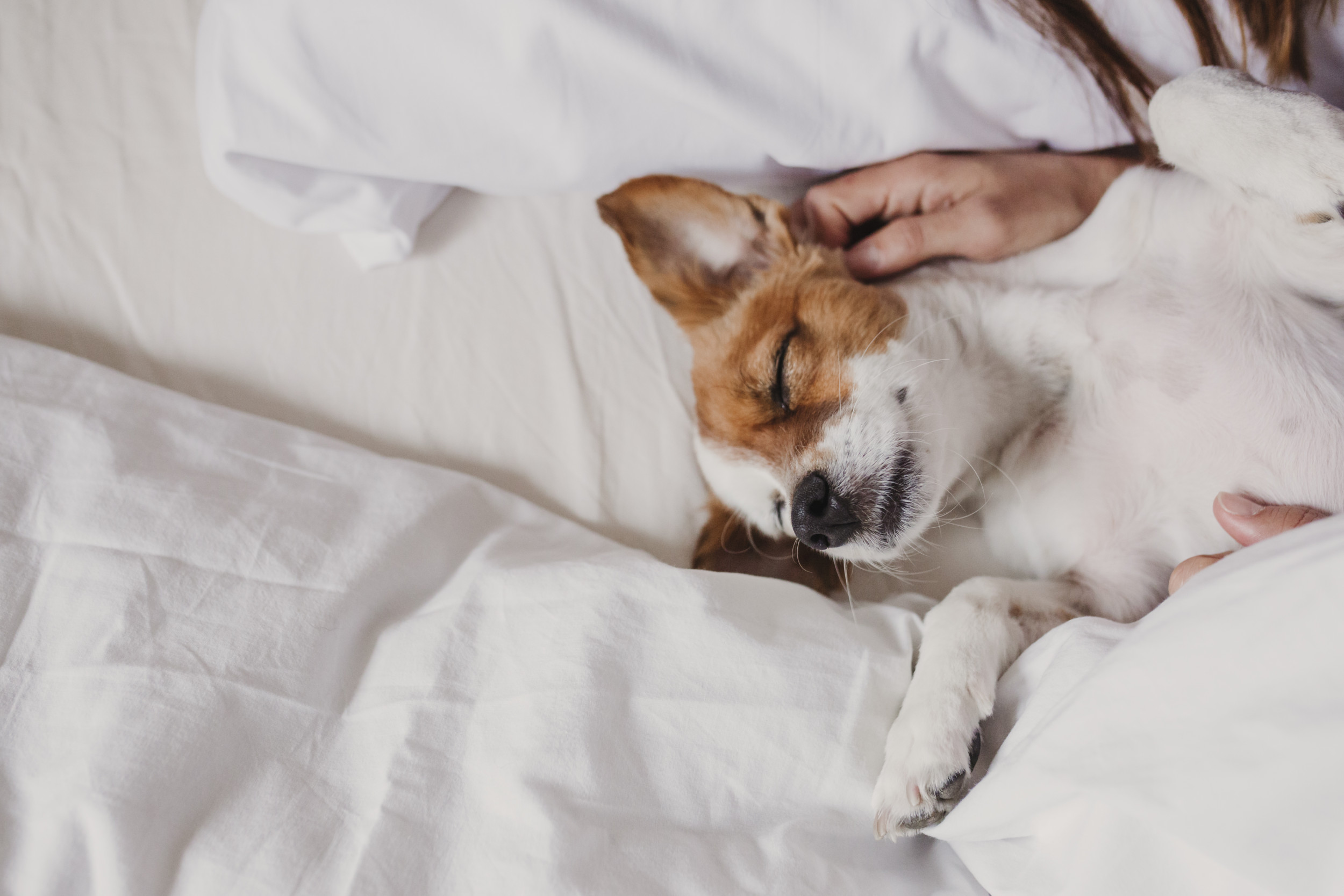 Owner’s ‘Nightly Battle’ To Get Dog Out of Her Bed Has Internet in Stitches [Video]