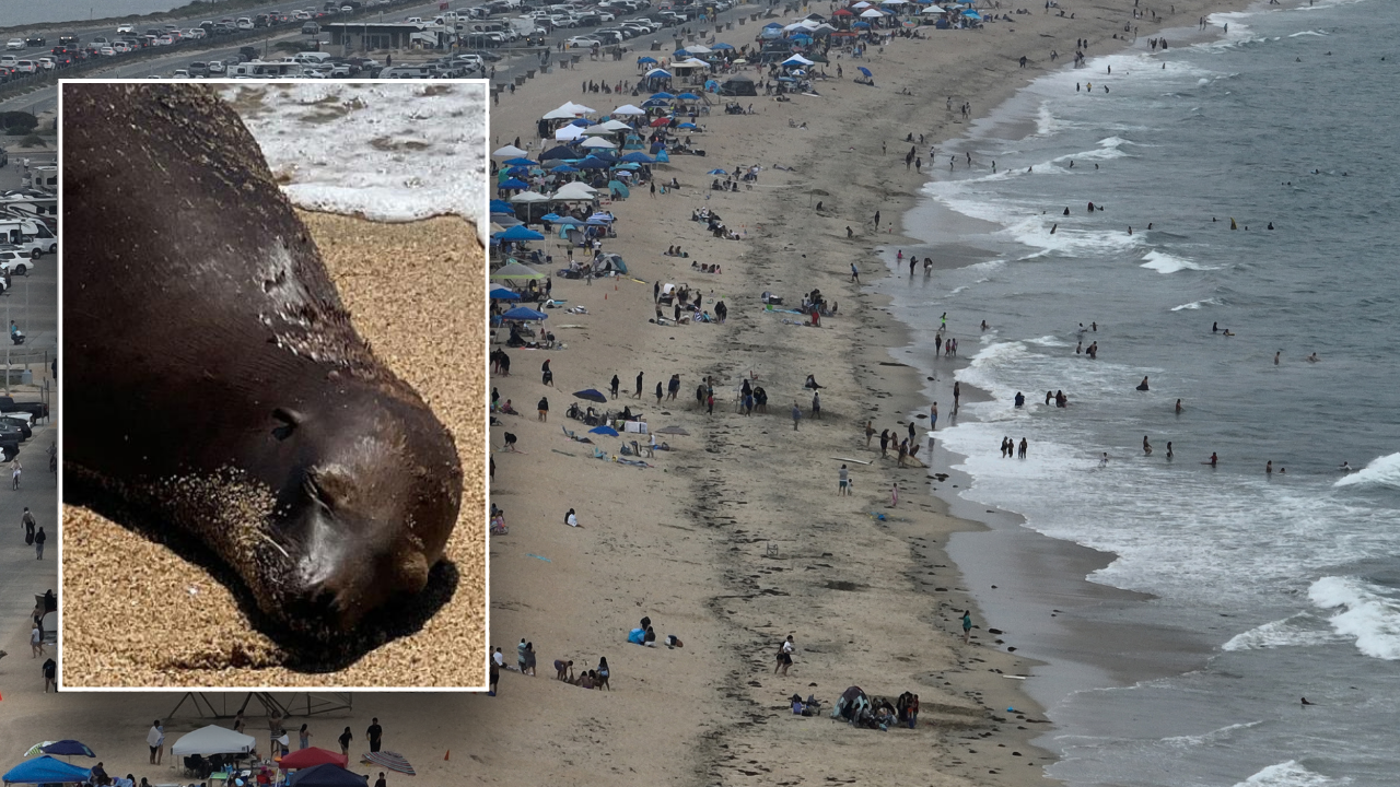 Feds search for gunman who shot, killed young California sea lion [Video]