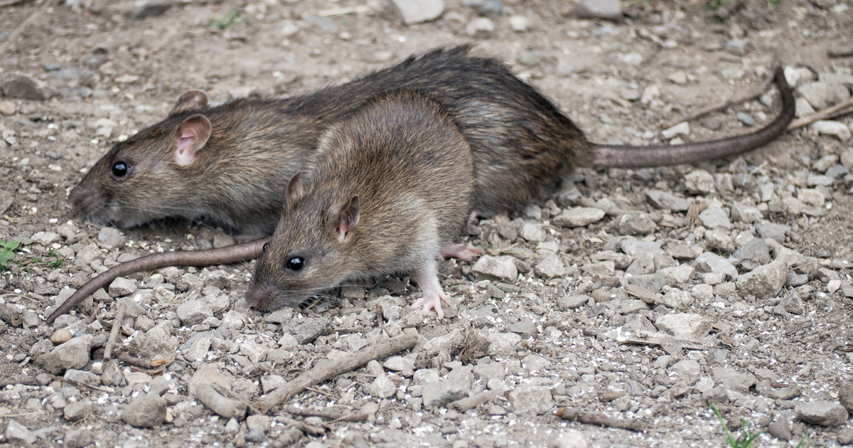 Keeping Invasive Rats Off Aleutian Islands: Solutions Discussed in Anchorage | Homepage [Video]