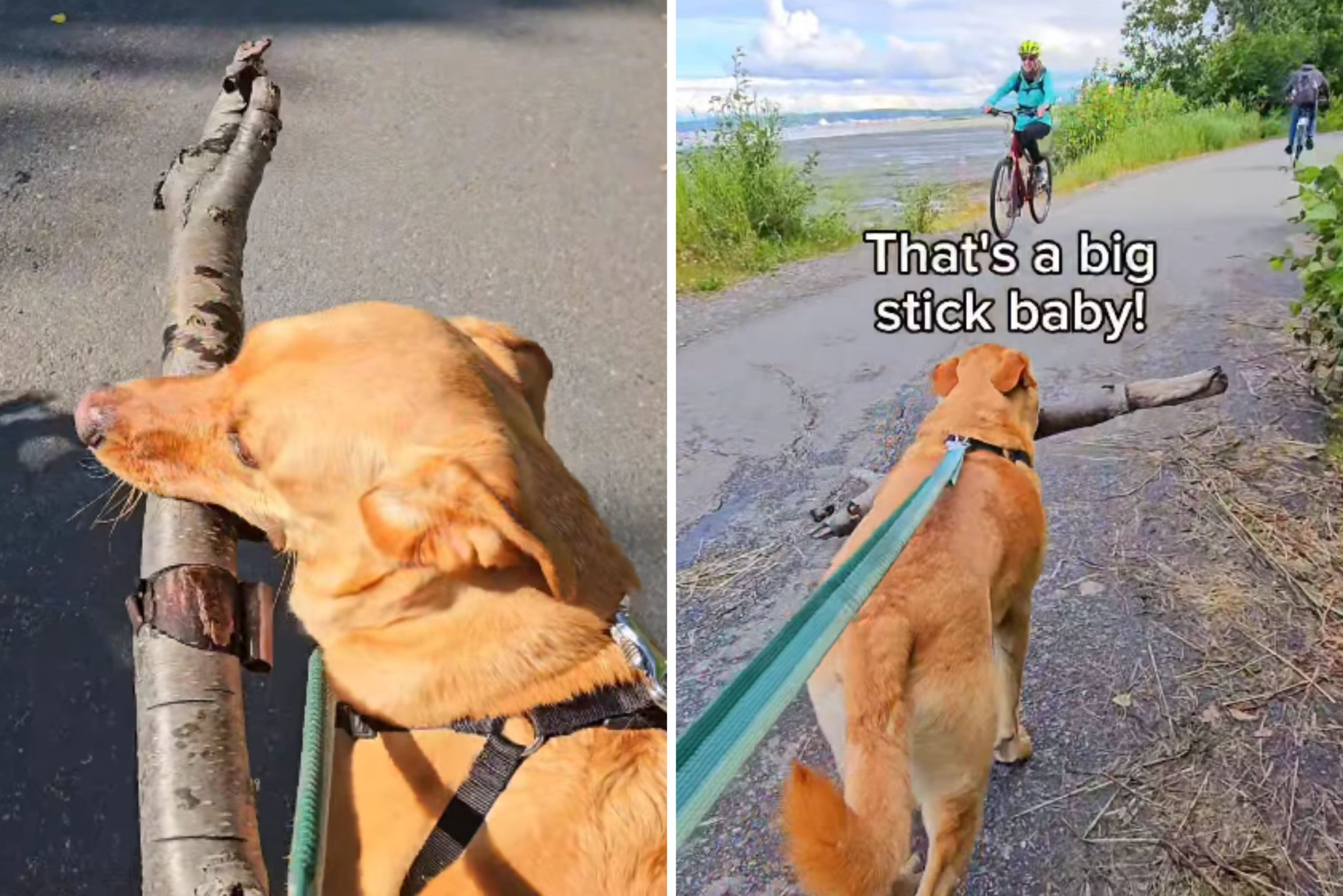 ‘Very Proud’ Dog Showing Strangers the Stick He Found Delights Internet [Video]