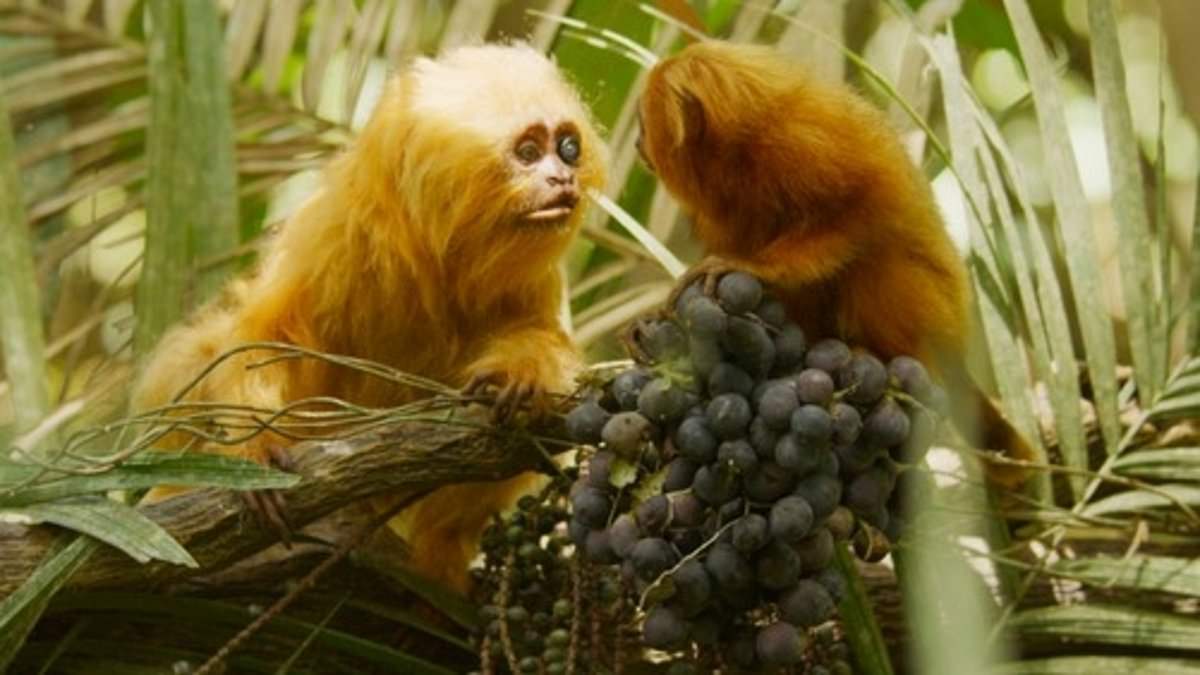 BBC turn to AI with new nature series that will see autonomous robots live alongside monkeys in the wild [Video]