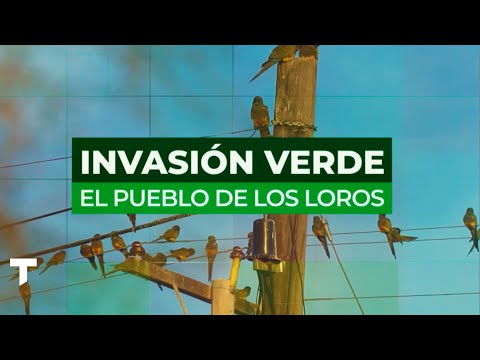 Argentinian Town Struggles to Cope with Yearly Parrot Invasion [Video]