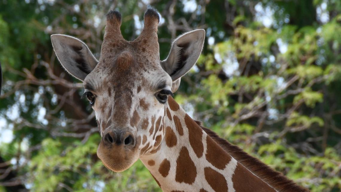 Baby animal alert! Denver Zoo giraffe is pregnant [Video]