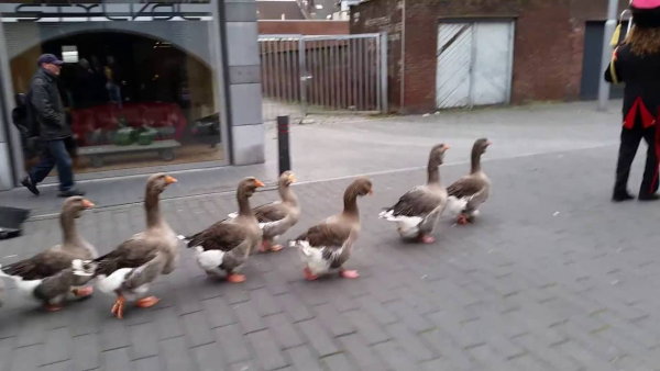 Geese Parade Is The Cutest Thing On The Internet [Video]