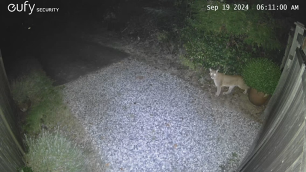 Cougar on Bowen Island proving polarizing [Video]