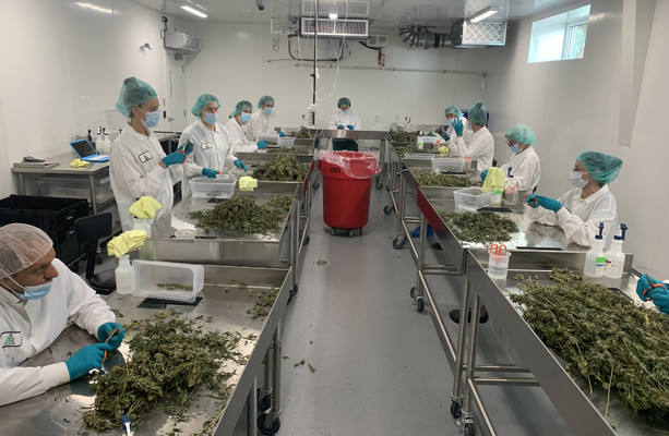 Tour of cannabis factory in Canada shows glimpse of road ahead for Ireland [Video]