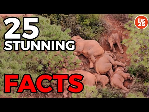 25 Stunning Facts That Will Change Your Perspective on Life [Video]