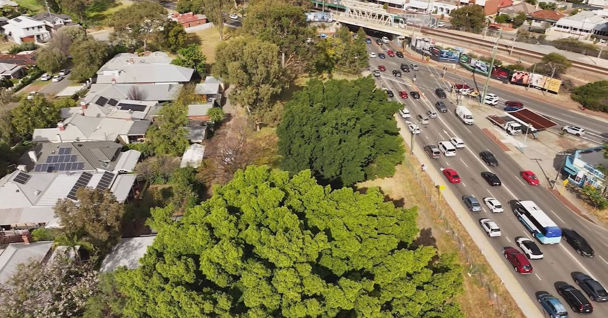 Perth activist chains himself to century-old tree as protesters stop bulldozers [Video]