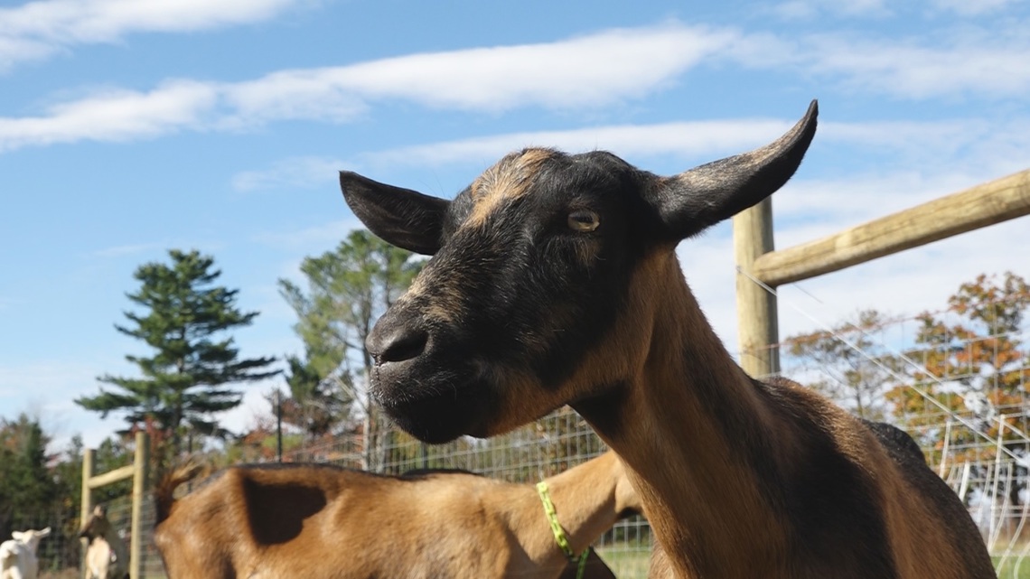 Dairy farms take part in 16th annual Open Creamery Day [Video]