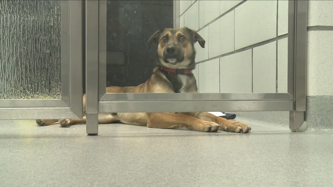 Niagara SPCA to waive adoption fees [Video]