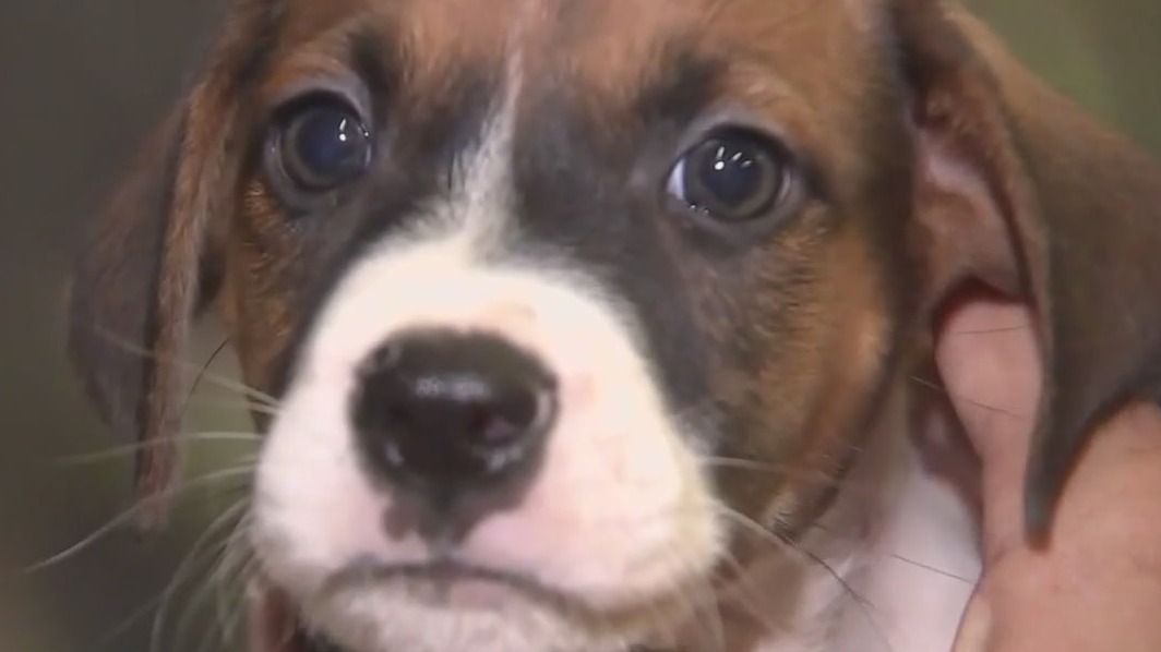 Domestic violence and pet abuse: A dangerous link [Video]