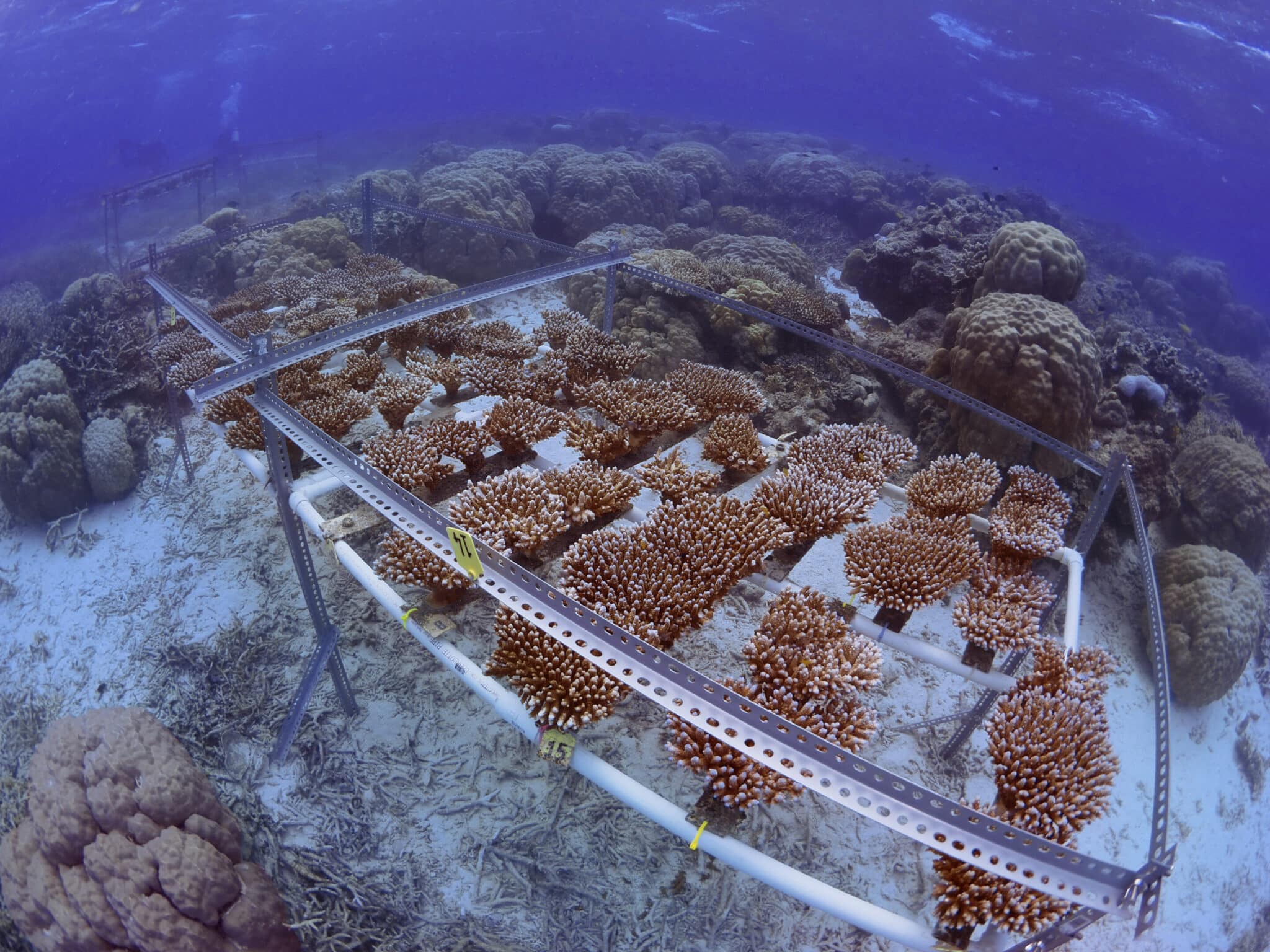 Scientists Successfully Breed Adult Corals to Improve Heat Tolerance [Video]