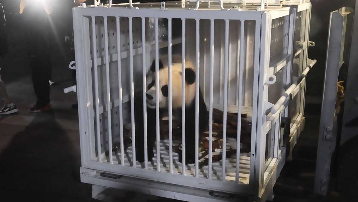 Chinas new panda diplomats arrive at National Zoo in DC [Video]