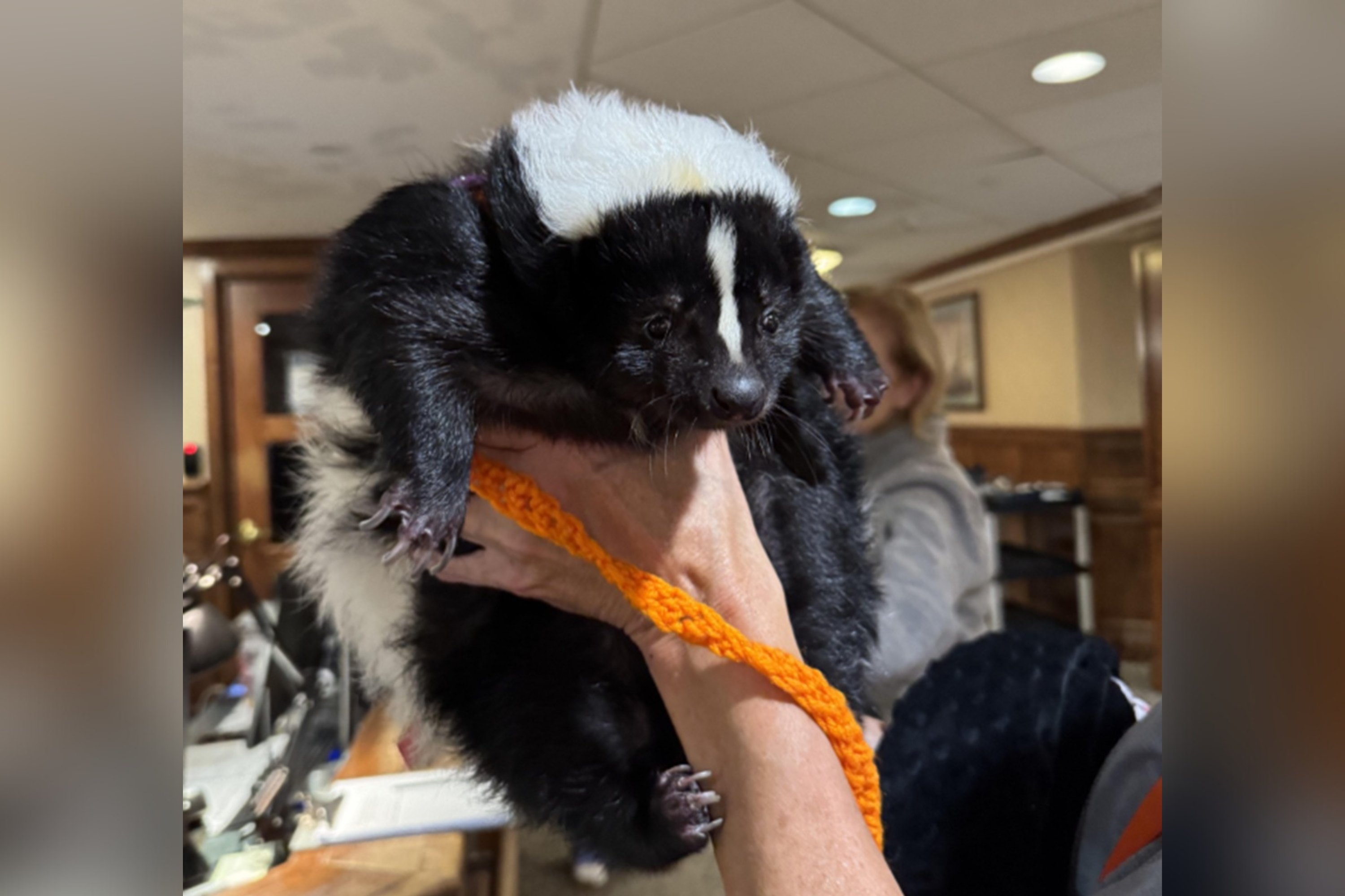 Retirement Home Has ‘Emotional Support Skunk’ and the Internet Is Obsessed [Video]