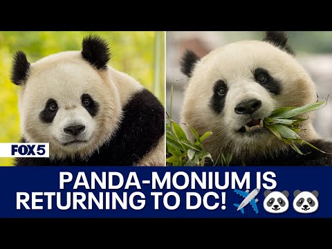 DC’s new giant pandas expected to arrive at Dulles Tuesday on way to National Zoo [Video]