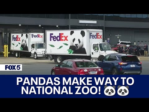 PANDA WATCH! Pandas leave airport on way to National Zoo [Video]