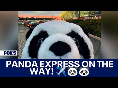 DC panda to arrive Tuesday at Dulles International Airport [Video]