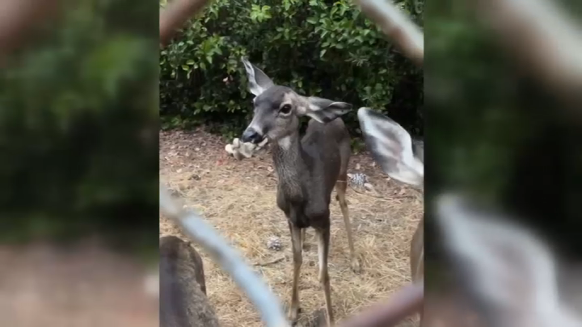 Deer at Hollywood Reservoir has bone stuck in mouth  NBC 7 San Diego [Video]