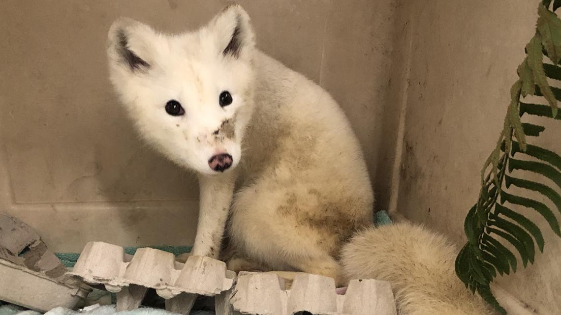 Arctic fox found in Portland taken to wildlife hospital [Video]