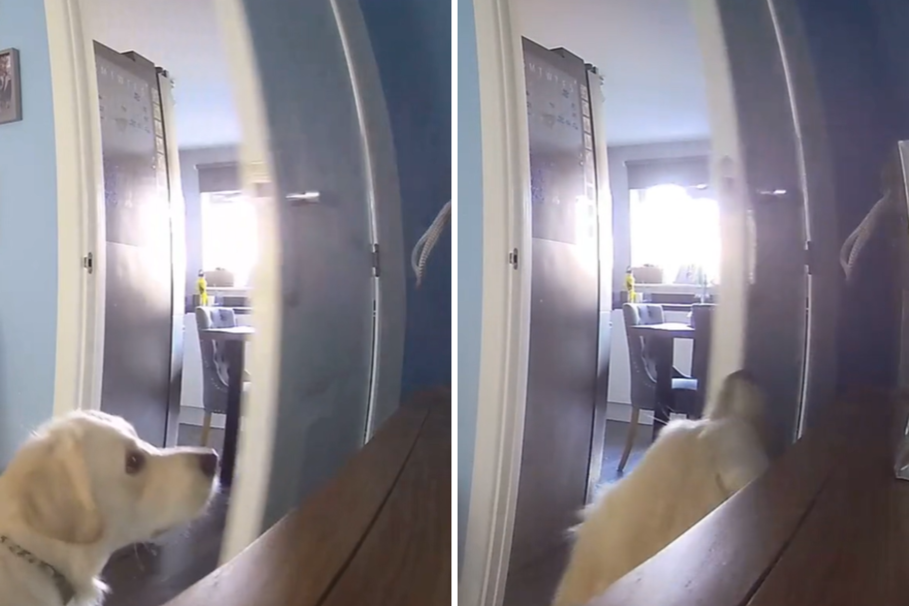 Camera Captures Dog’s Tantrum After Being Sent Downstairs for Being Naughty [Video]