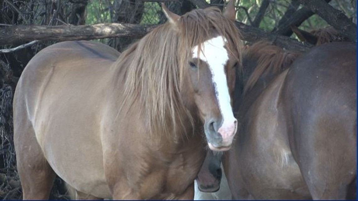 The BLM will host three wild horse and burro events [Video]