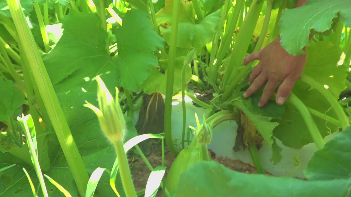 Christmas trees, crops impacted in western NC after Helene [Video]