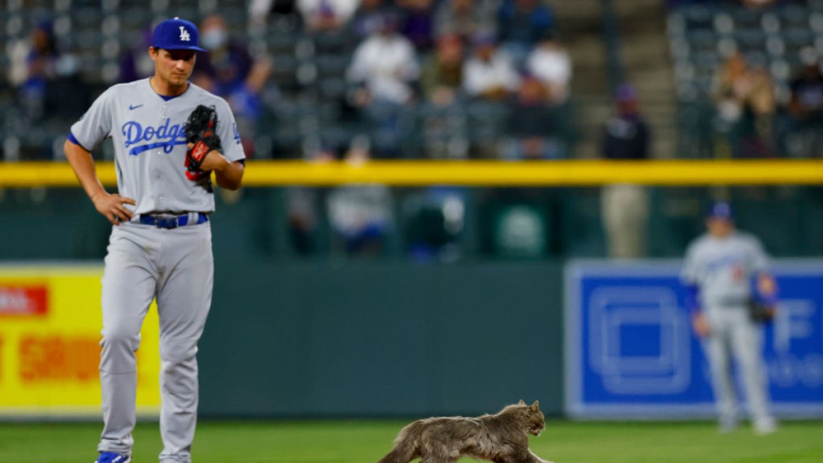 Dodgers players reveal the strangest animals theyve seen in baseball after wild snake slithers into dugout during Game 2 of NLCS  NBC Los Angeles [Video]