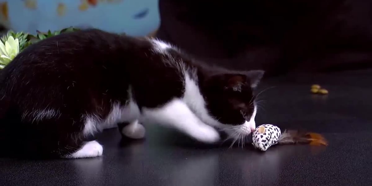 How cats like to play [Video]