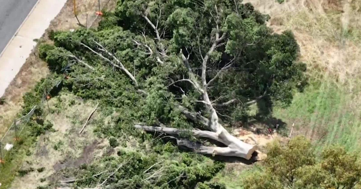 Perth residents clash with authorities over tree removal for housing development [Video]