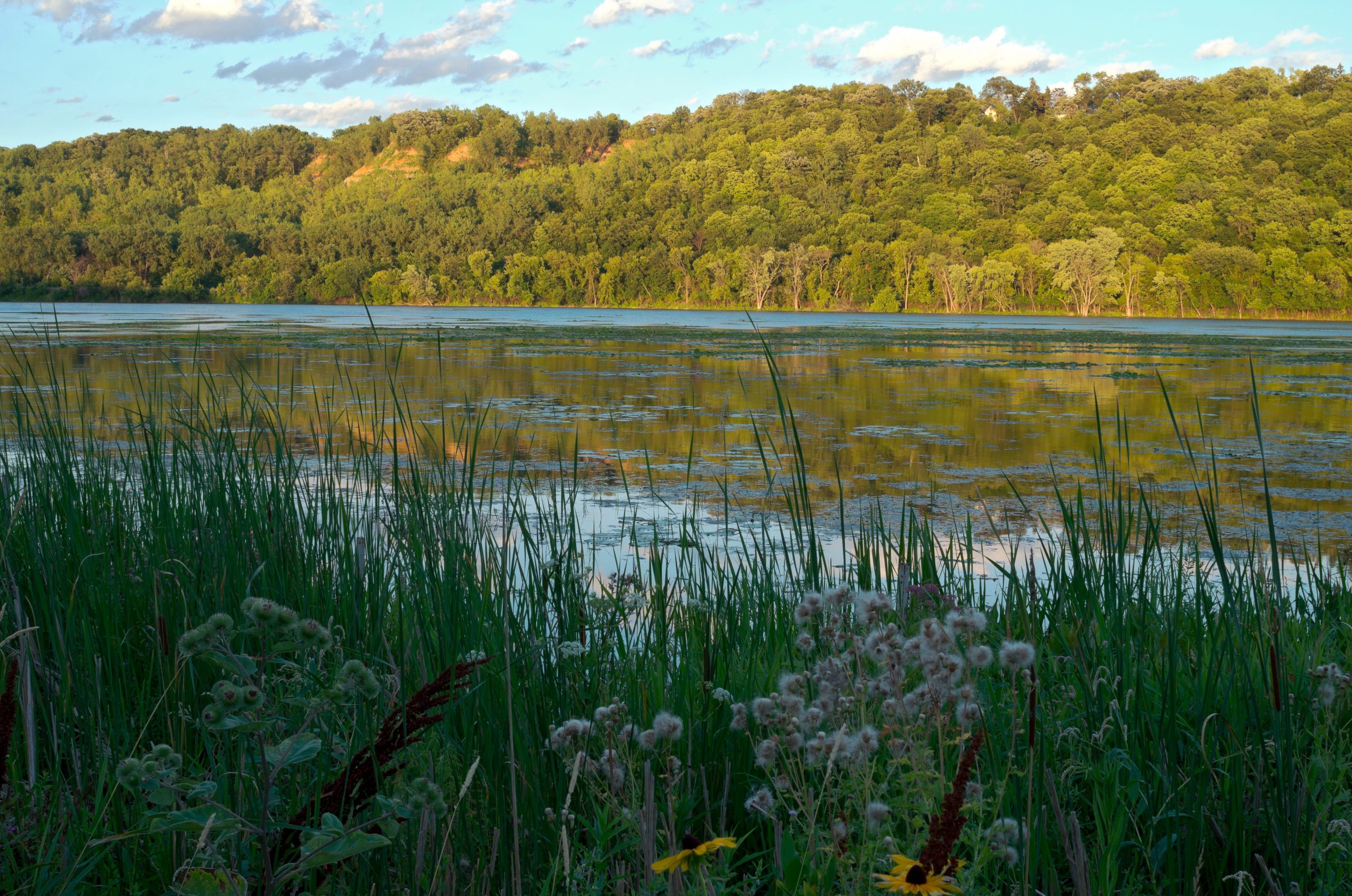 St. Paul manage Bruce Vento Nature Sanctuary with Indigenous [Video]