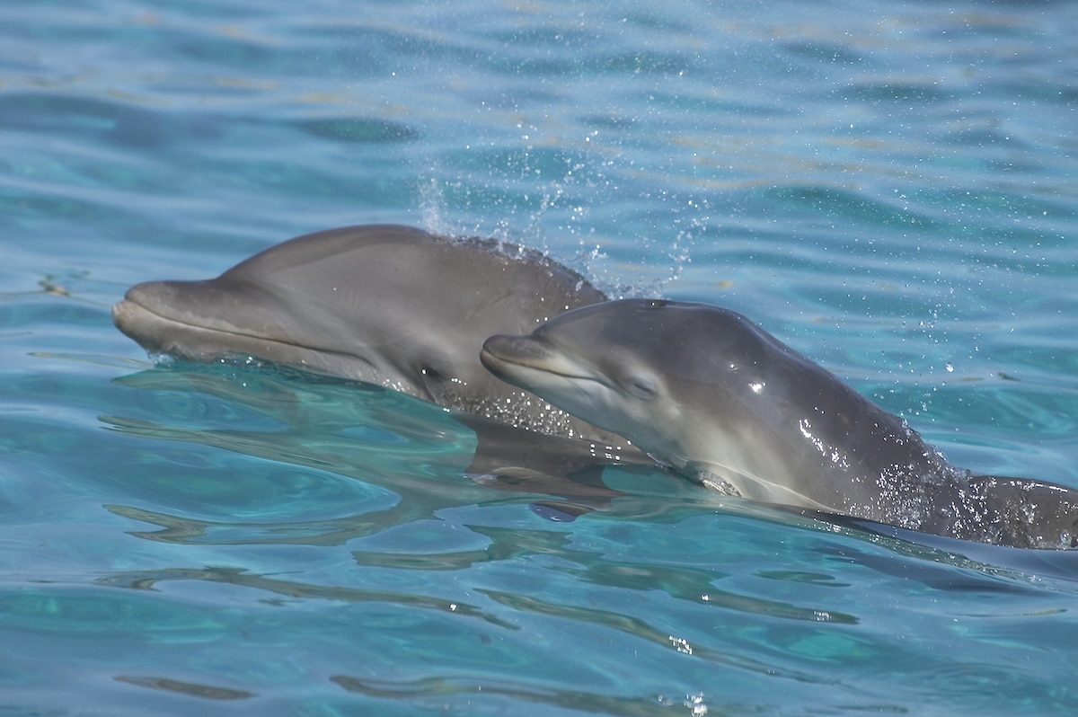 Researchers Detect Microplastics in Dolphin Breath [Video]