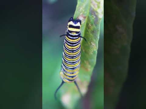 Monarch Cupcakes [Video]