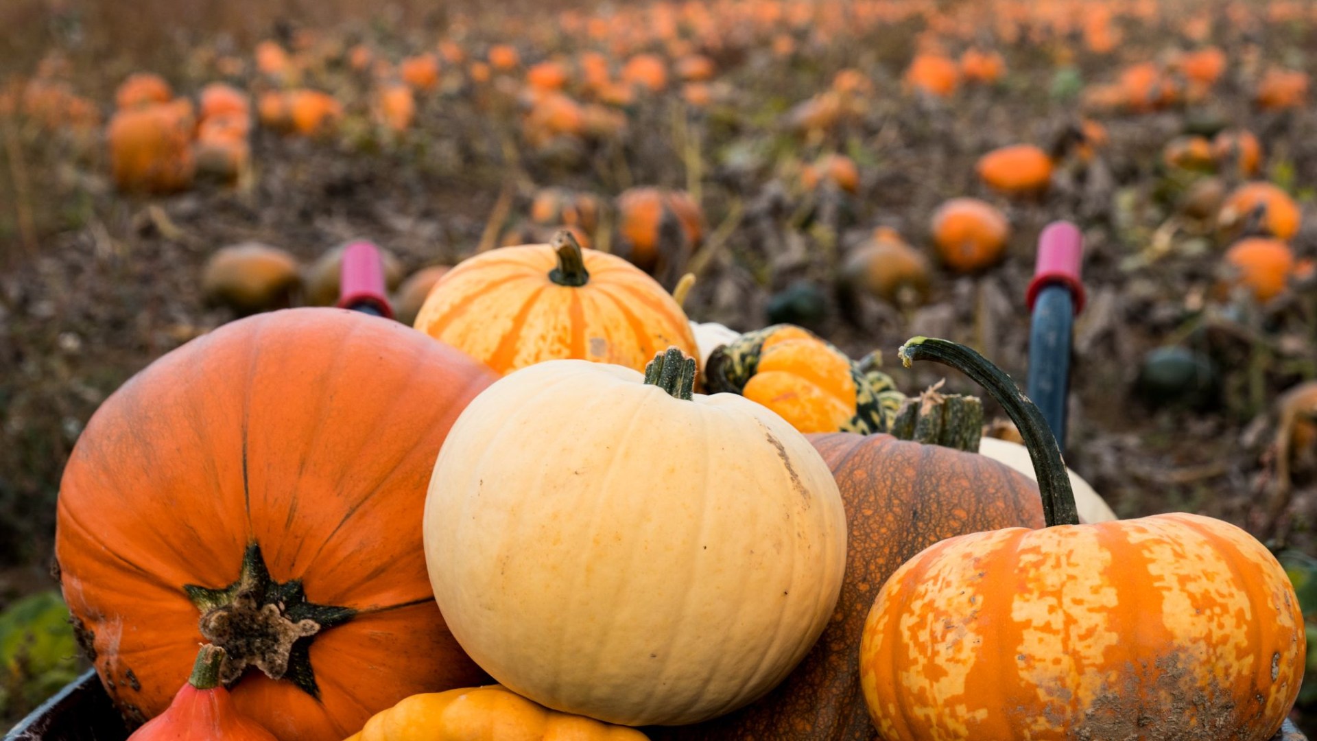 People are only just realising the cheeky truth behind pumpkin picking sites as parents brand it a ‘scam’ [Video]