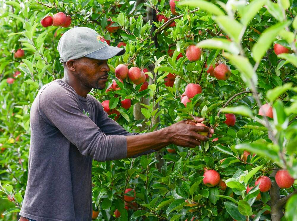 Workplace Safety and Insurance Board developing a strategy for foreign agricultural workers [Video]