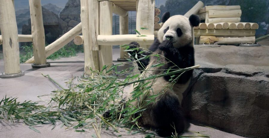 Chinas Newest Panda Diplomats arrive in DC [Video]