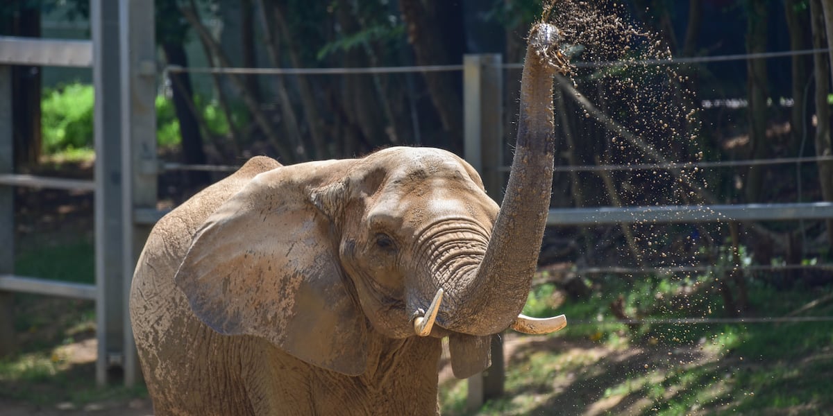 Zoos oldest African elephant dies after suffering a fall [Video]